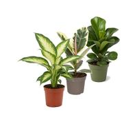 DECOALIVE Pack 3: Diefembaquia Camilla, Ficus Tineke y Higuera lira Bambino | Dieffenbachia Camilla, Ficus Tineke y Ficus Bambino - Colección de Inicio para Amantes de las Plantas