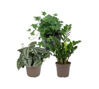 DECOALIVE Pack 3: Hiedra verde, Poto plateado Trebie y Zamioculca | Hedera Verde, Scindapsus Trebie y Zamioculcas Zamiifolia - Colección de Inicio para Amantes de las Plantas