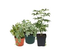 DECOALIVE Pack 3: Jade Gollum, Hiedra variegada y Cheflera Gerda | Crassula Gollum, Hedera Variegata y Schefflera Gerda - Colección de Inicio para Amantes de las Plantas