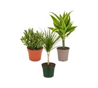DECOALIVE Pack 3: Jade Gollum, Tronco de Brasil y Drácena | Crassula Gollum, Dracaena Golden Coast y Dracaena Marginata Verde - Colección de Inicio para Amantes de las Plantas