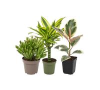 DECOALIVE Pack 3: Jade Gollum, Tronco de Brasil y Ficus Tineke | Crassula Gollum, Dracaena Yellow Coast y Ficus Tineke - Colección de Inicio para Amantes de las Plantas