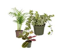 DECOALIVE Pack 3: Palma areca, Hiedra variegada y Maranta tricolor | Dypsis Lutescens, Hedera Variegata y Maranta Tricolor - Colección de Inicio para Amantes de las Plantas
