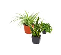 DECOALIVE Pack 3 Plantas: Cinta, Filodendro Verde y Lengua de Suegra | Chlorophytum Comosum, Philodendron Hederaceum y Sansevieria Laurentii - Selección Natural para Oficina y Despacho