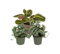 DECOALIVE Pack 3 Plantas de Interior para Iniciación a las Plantas | Maranta Tricolor, Scindapsus Argyraeus y Scindapsus Trebie - Colección de Inicio para Amantes de las Plantas