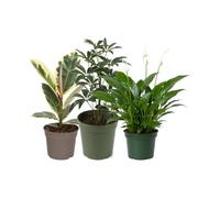 DECOALIVE Pack 3 Plantas: Ficus Tineke, Cheflera Gerda y Espatifilo | Ficus Tineke, Schefflera Gerda y Spathiphyllum Wallisii - Selección Natural para Oficina y Despacho