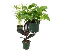 DECOALIVE Pack 3 Plantas Naturales: Palma areca, Poto verde y Ficus Abidjan | Dypsis Lutescens y Epipremnum Aureum - Selección Natural para Oficina y Despacho