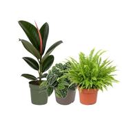 DECOALIVE Pack 3 Plantas Naturales para Iniciación a las Plantas | Ficus Robusta, Scindapsus Argyraeus y Nephrolepis Exaltata - Colección de Inicio para Amantes de las Plantas