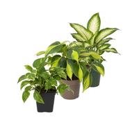 DECOALIVE Pack 3: Poto verde, Filodendro Brasil y Diefembaquia Camilla | Epipremnum Aureum, Philodendron Brasil y Dieffenbachia Camilla - Colección de Inicio para Amantes de las Plantas