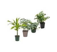 DECOALIVE Pack 4: Oficina y Despacho | Tronco de Brasil, Schefflera Gerda, Scindapsus Trebie y Monstera Adansonii