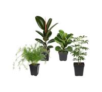 DECOALIVE Pack 4 Plantas de Interior: Oficina y Despacho | Helecho Espárrago, Ficus Robusta, Ficus Bambino y Schefflera Gerda