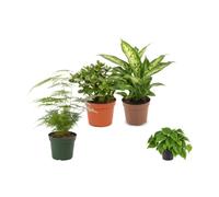 DECOALIVE Pack 4 Plantas: Oficina y Despacho - Recibidor y Entrada | Asparagus Setaceus, Crassula Ovata, Dieffenbachia Compacta y Filodendro Verde