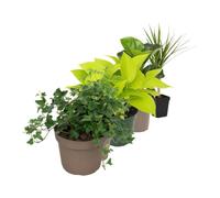 DECOALIVE Pack 5 Plantas de Interior: Hiedra verde y Drácena marginata | Hedera Verde, Schefflera Nora, Epipremnum Golden y Ficus Bambino - Colección de Inicio para Amantes de las Plantas