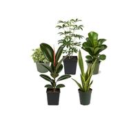 DECOALIVE Pack 5 Plantas de Interior para Oficina y Despacho | Hedera Goldchild, Schefflera Gerda, Ficus Bambino, Ficus Robusta y Lengua de Suegra
