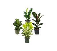 DECOALIVE Pack 5 Plantas Naturales: Oficina y Despacho | Zamioculca, Ficus Bambino, Ficus Robusta, Dieffenbachia Camilla y Poto Amarillo