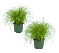 DECOALIVE Pack de 2 Plantas: Cyperus Alternifolius Zumula, Hierba de los Gatos, Maceta 12 cm, 25-30 cm de Altura, para Muebles Auxiliares
