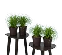 DECOALIVE Pack de 4 Plantas: Cyperus Alternifolius Zumula, Hierba de los Gatos, Maceta 12 cm, 25-30 cm de Altura, para Muebles Auxiliares