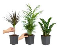 DECOALIVE Pack Natural de 3 Plantas Vivas para Interior | Gema de Zanzíbar, Palmera de Salón y Árbol del Dragón con Composición Natural