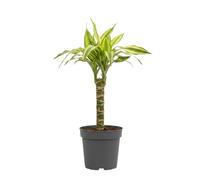 DECOALIVE Palo de Agua Amarillo Dracaena Fragrans Yellow Coast, Maceta 11 cm, Altura 45-50 cm, Planta Fácil de Cuidar