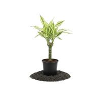 DECOALIVE Palo de Agua Amarillo Dracaena Fragrans Yellow Coast, Maceta 11 cm y Altura 45-50 cm