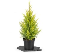 DECOALIVE Planta Cupressus Macrocarpa Goldcrest 45-50cm Hogares con Plantas | Ciprés Golden Crest, Planta Natural con Maceta de 14 cm y Altura 45-50cm