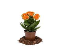DECOALIVE Planta de Interior Kalanchoe Blossfeldiana Mix Kalachoe | Decoración Floral | Maceta 10 cm Diámetro | 20 cm Altura