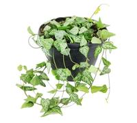 DECOALIVE Planta de Interior Natural Ceropegia Woodii Hojas Colgantes con Forma de Corazón