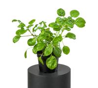 DECOALIVE Planta del Dólar Plectranthus Verticillatus | Maceta 12 cm | 15-20 cm de Altura | para Decoración Natural