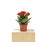 DECOALIVE - Planta Kalanchoe Blossfeldiana Mix Kalachoe con Floración Surtida para Interior Maceta 10 cm Diámetro Altura 20 cm