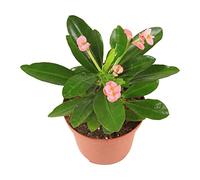 DECOALIVE Planta Natural Espina de Cristo Corona del Señor Cactus Flores Rojas