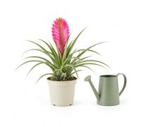 DECOALIVE | Planta Pluma Rosa Xl | Maceta 12 cm y Altura 30-35 cm | Tillandsia Cyanea, Planta del Aire Grande Rosa para una Composición Natural