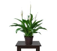 DECOALIVE Planta Viva Spathiphyllum Wallisii Lirio de Paz | Hoja Verde y Flor Blanca | Maceta 13 cm | Altura 55 cm