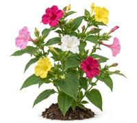 DECOALIVE Semillas de Don Diego de Noche Mirabilis Jalapa | Maravilla de Perú con Flores Rojas, Rosas, Blancas o Amarillas