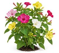 DECOALIVE Semillas de Dondiego de Noche para Cultivar | Don Diego de Noche de Colores Surtidos