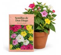 DECOALIVE Semillas Don Diego de Noche Variado | para Siembra en Casa | Mirabilis Jalapa para Cultivar Flores Rojas, Rosas, Blancas o Amarillas