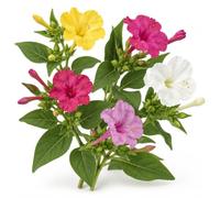 DECOALIVE Semillas Mirabilis Jalapa Don Diego de Noche | Maravilla de Perú para Cultivo desde Semilla