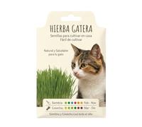DECOALIVE Semillas para Plantar Hierba para Gato en Interior - Cultivo Fácil en Maceta o Bandeja