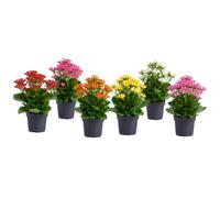 DECOALIVE Set 6 Kalanchoe Blossfeldiana Kalanchoe de Navidad, Maceta 10 cm, 20-25 cm, Planta con Flor para Centro de Mesa