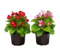 DECOALIVE Set de 2 Flores de Begonia Semperflorens Begonia Siempreviva - Maceta 10 cm, 15-20 cm de altura, Planta Ornamental para Cocina Luminosa