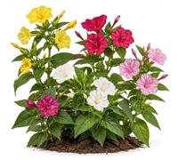 DECOALIVE Sobre de Semillas Don Diego de Noche Variado | Mirabilis Jalapa para Cultivar Flores Rojas, Rosas, Blancas o Amarillas