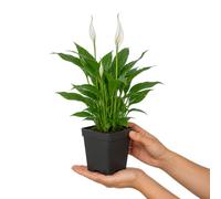 DECOALIVE Spathiphyllum Wallisii con Lirio de Paz Planta de Hoja y Flor Decorativa Maceta 12 cm Altura 40 cm