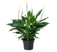 DECOALIVE Spathiphyllum Wallisii Lirio de Paz para Salón Luminoso en Maceta de 13 cm de Diámetro y Planta de 55 cm