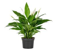 DECOALIVE Spathiphyllum Wallisii Lirio de Paz para Salón Luminoso en Maceta de 17 cm de Diámetro y Planta de 70 cm