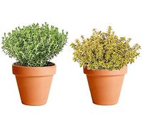 DECOALIVE Tomillo Común y Tomillo Limón con Maceta de Cerámica Plantas Aromáticas de Interior y Exterior