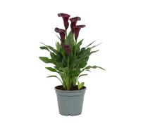 DECOALIVE Zantedeschia Albomaculata - Lirio de agua manchado de Interior en 12 cm con Altura 30 cm