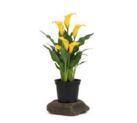 DECOALIVE Zantedeschia Albomaculata | Lirio de agua manchado en Maceta de 12 cm con Altura 30 cm para Interior