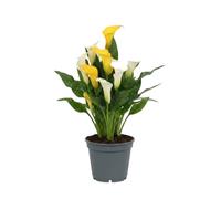 DECOALIVE Zantedeschia Albomaculata | Lirio de agua manchado en Maceta de 12 cm con Altura 30 cm para Interior
