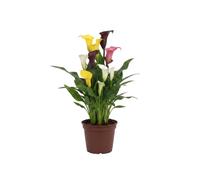 DECOALIVE Zantedeschia Albomaculata | Lirio de agua manchado en Maceta de 12 cm con Altura 30 cm para Interior