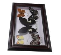 DECOMELODY Marco de Mariposas Reales Caja de Exhibición con Cinco Especímenes Preservados Decoración Elegante para Hogar y Oficina Regalo para Coleccionistas