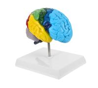 DECOMELODY Modelo Anatómico 1:1 Del Hemisferio Derecho Del Cerebro Humano Modelo Anatómico Cerebral Etiquetas a Color Herramienta Didáctica Médica Para Enseñanza