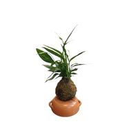 Decora tu Hogar con una Kokedama de Lirio de la Paz - Calidad by DECOALIVE